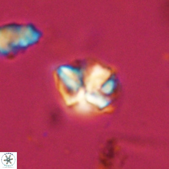 Micula vekshinae VR 22311