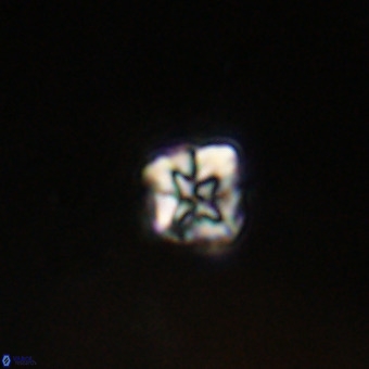 Micula vekshinae VR 22312