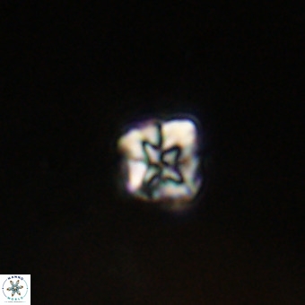 Micula vekshinae VR 22312