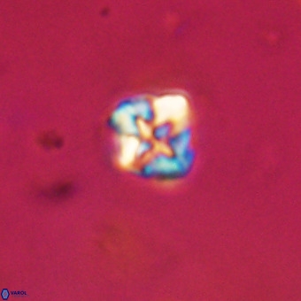 Micula vekshinae VR 22313