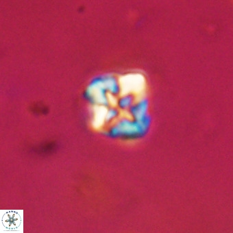 Micula vekshinae VR 22313