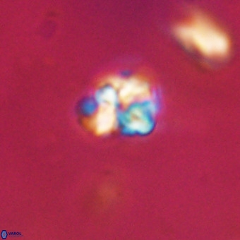 Micula vekshinae VR 22324