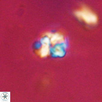 Micula vekshinae VR 22324