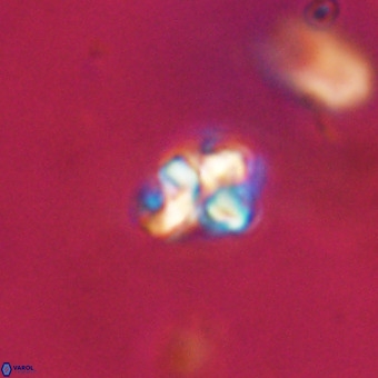 Micula vekshinae VR 22325