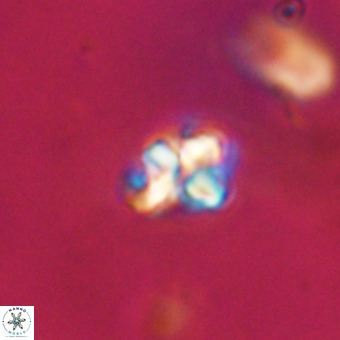 Micula vekshinae VR 22325