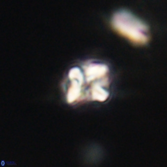 Micula vekshinae VR 22326