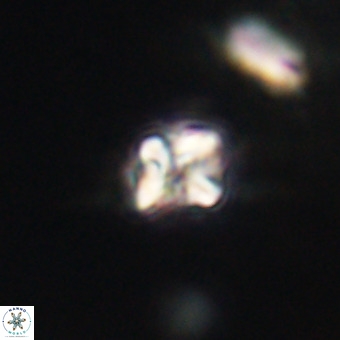 Micula vekshinae VR 22326