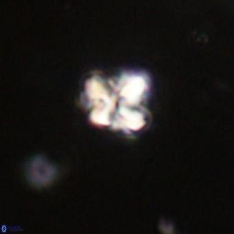 Micula vekshinae VR 22327