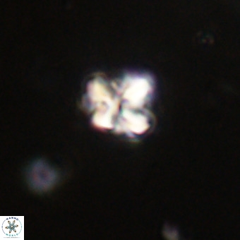 Micula vekshinae VR 22327