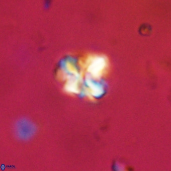 Micula vekshinae VR 22328