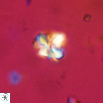Micula vekshinae VR 22328