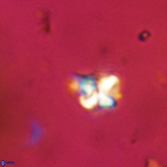 Micula vekshinae VR 22329