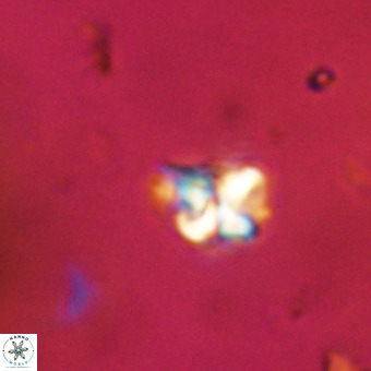 Micula vekshinae VR 22329