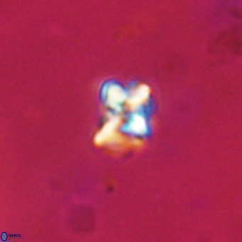 Micula vekshinae VR 22320