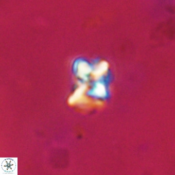 Micula vekshinae VR 22320