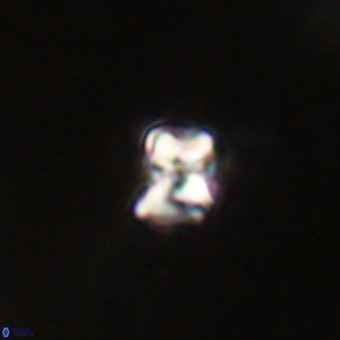 Micula vekshinae VR 22321