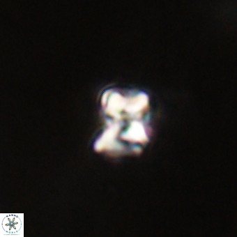 Micula vekshinae VR 22321