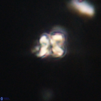 Micula vekshinae VR 22322