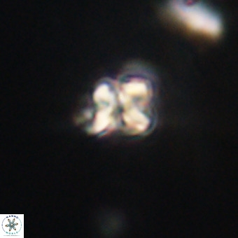 Micula vekshinae VR 22322
