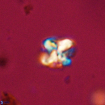 Micula vekshinae VR 22334