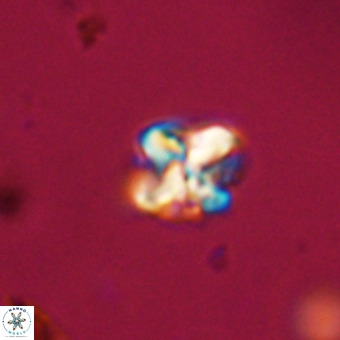 Micula vekshinae VR 22334