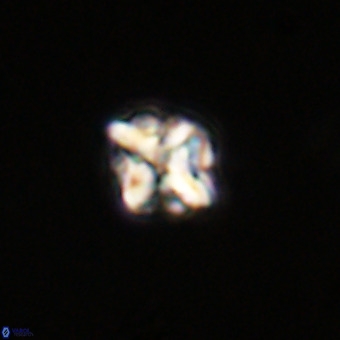 Micula vekshinae VR 22335