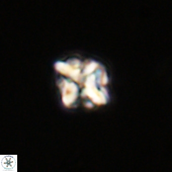 Micula vekshinae VR 22335