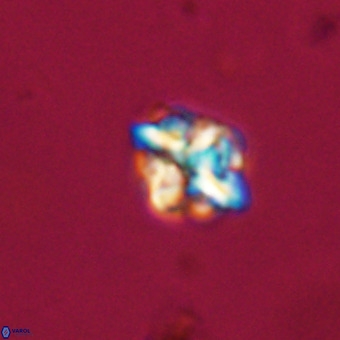 Micula vekshinae VR 22336