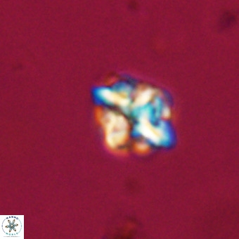Micula vekshinae VR 22336