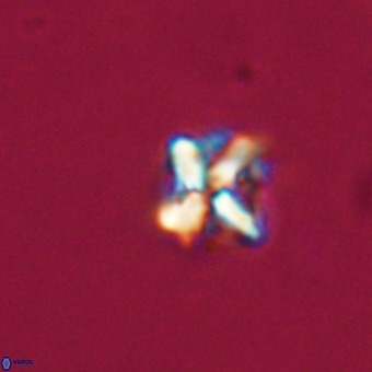 Micula vekshinae VR 22337