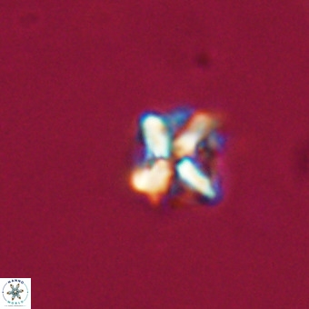 Micula vekshinae VR 22337