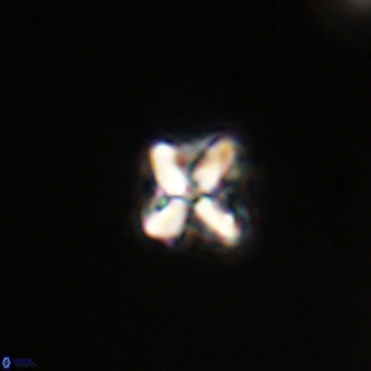 Micula vekshinae VR 22338
