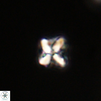 Micula vekshinae VR 22338