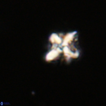 Micula vekshinae VR 22339