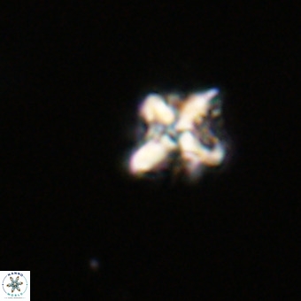 Micula vekshinae VR 22339