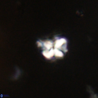 Micula vekshinae VR 22330