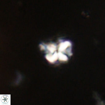 Micula vekshinae VR 22330