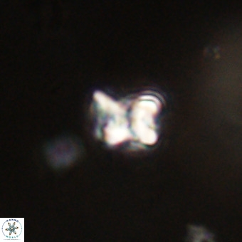 Micula vekshinae VR 22331