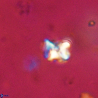 Micula vekshinae VR 22332