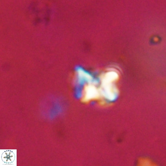 Micula vekshinae VR 22332