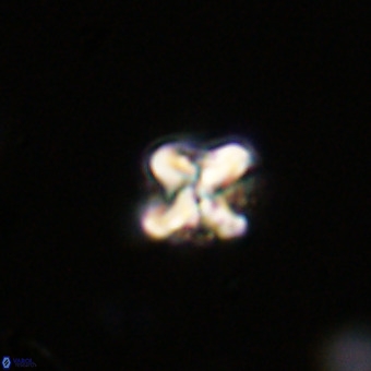 Micula vekshinae VR 22333