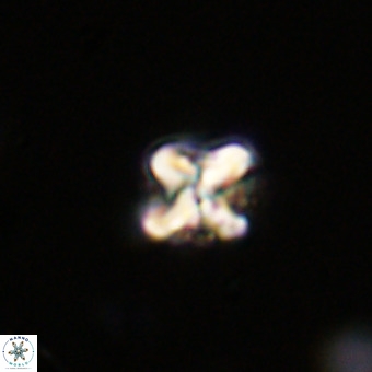 Micula vekshinae VR 22333