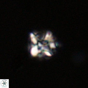 Micula vekshinae VR 22344