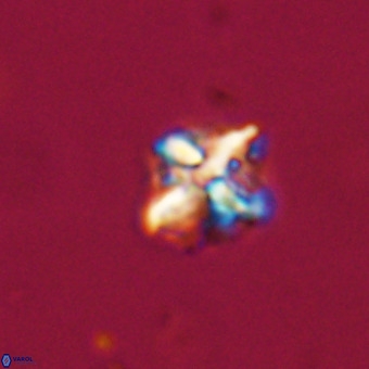 Micula vekshinae VR 22340