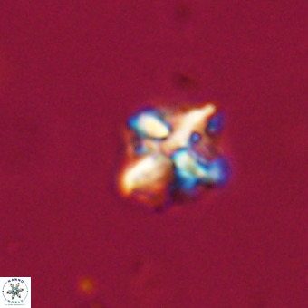 Micula vekshinae VR 22340