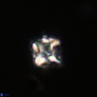 Micula vekshinae VR 22341