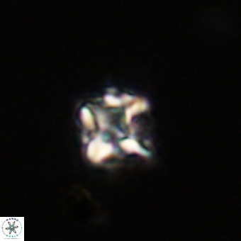 Micula vekshinae VR 22341