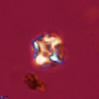 Micula vekshinae VR 22342