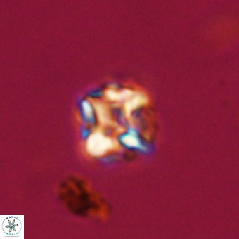 Micula vekshinae VR 22342
