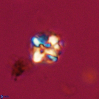 Micula vekshinae VR 22343